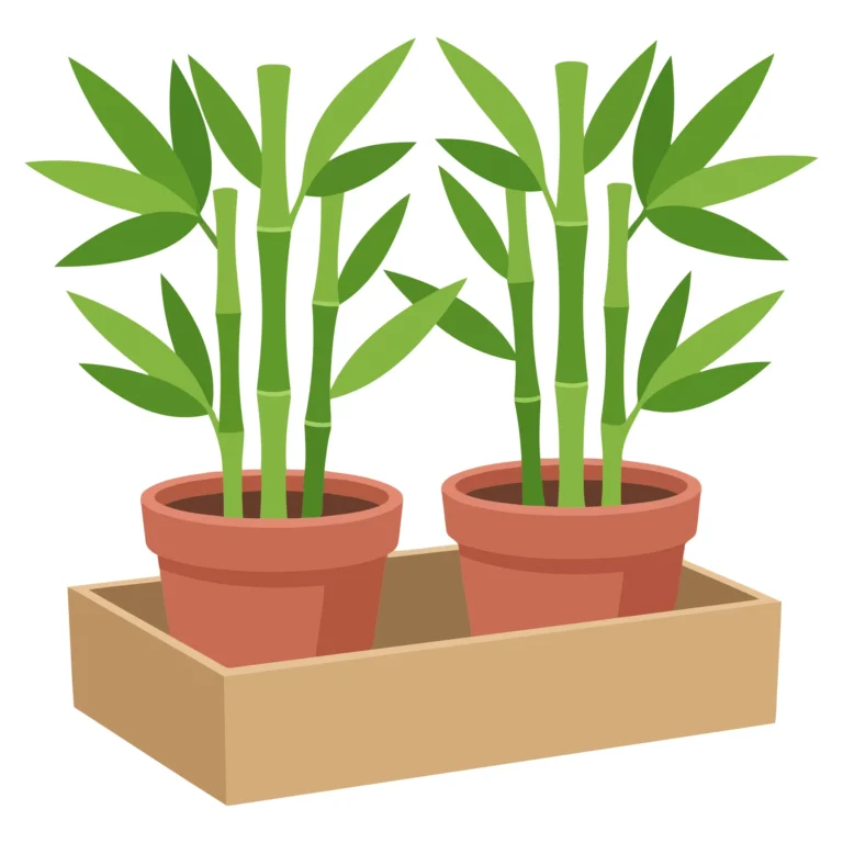 bamboo plants in pots inside wooden box isolated on white background