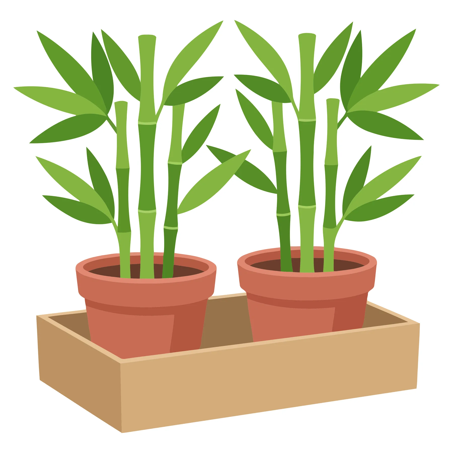 bamboo plants in pots inside wooden box isolated on white background