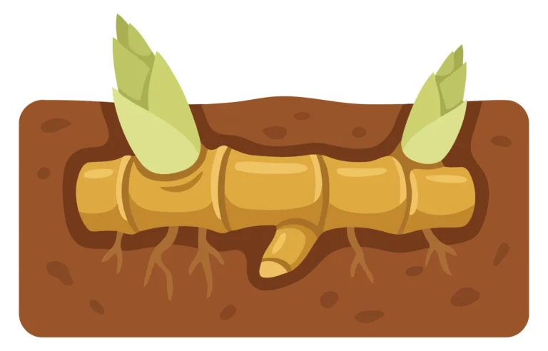 bamboo rhizome underground with roots and growing shoots vector illustration