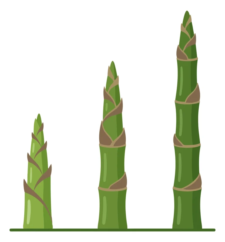 bamboo shoot growth stages from small sprout to tall stalk vector illustration