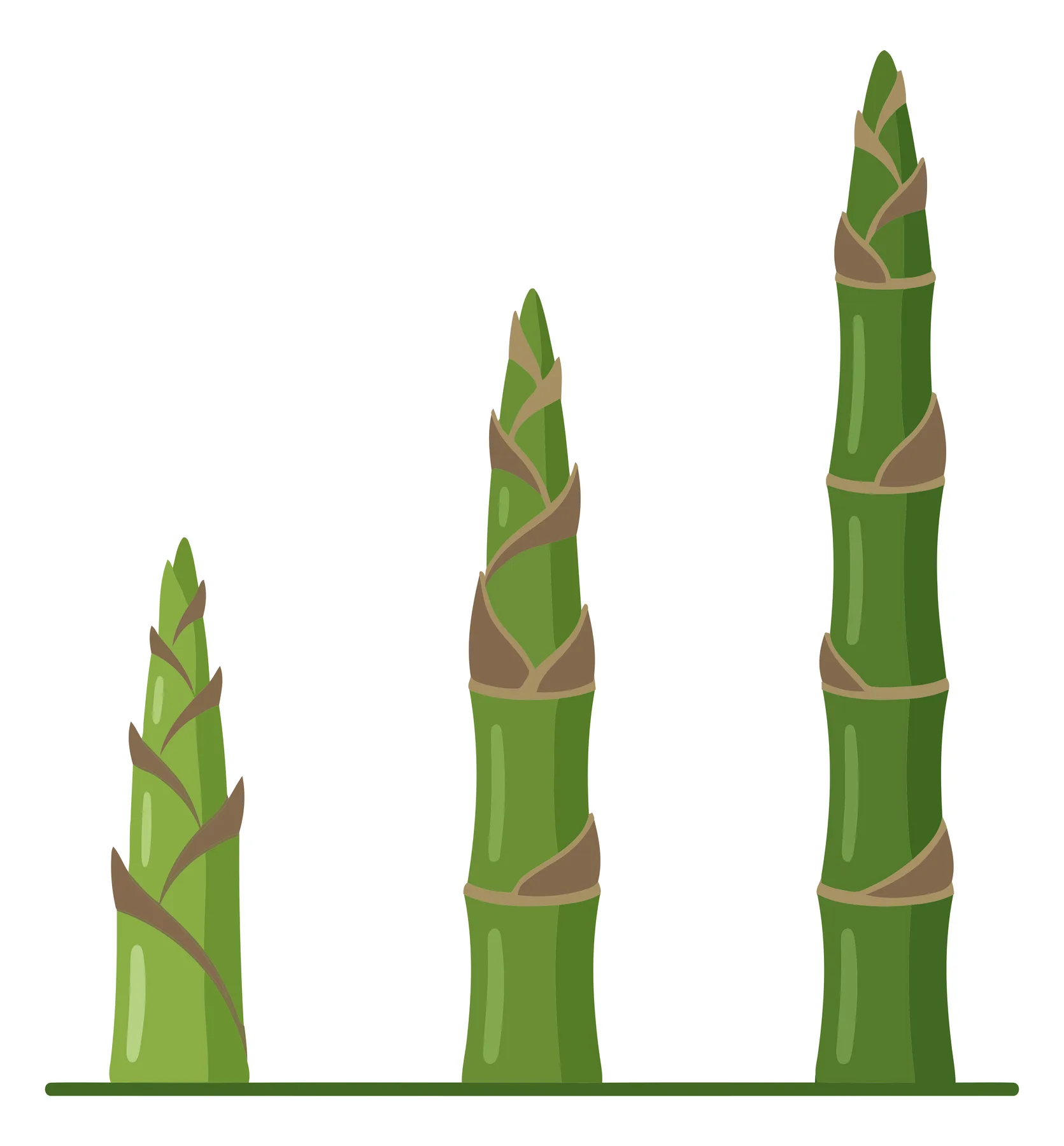 bamboo shoot growth stages from small sprout to tall stalk vector illustration