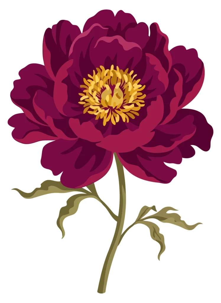 beautiful dark pink peony flower with green leaves