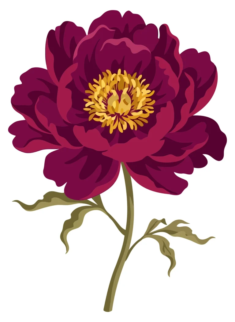 beautiful dark pink peony flower with green leaves