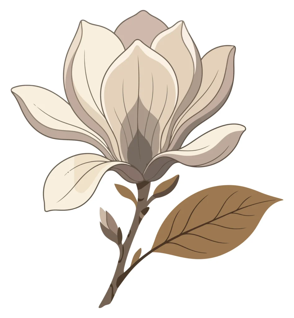 beautiful magnolia flower illustration
