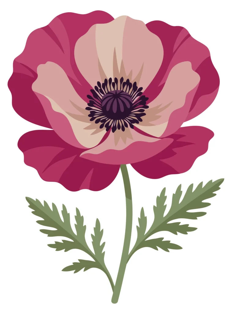 beautiful pink poppy flower