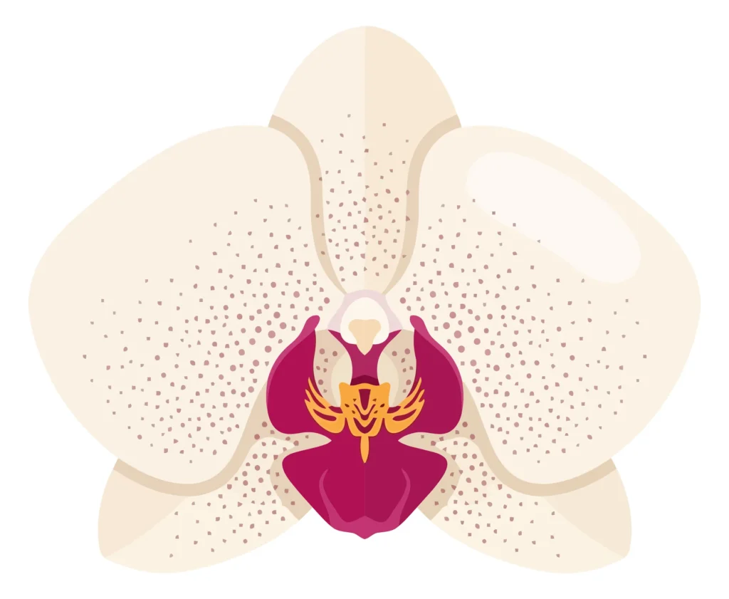 beautiful white orchid flower vector illustration with pink center
