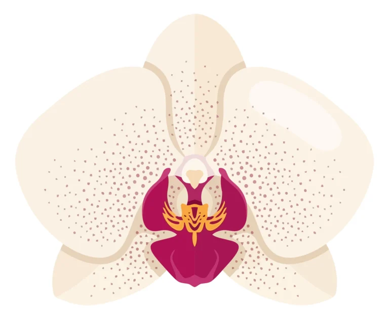 beautiful white orchid flower vector illustration with pink center