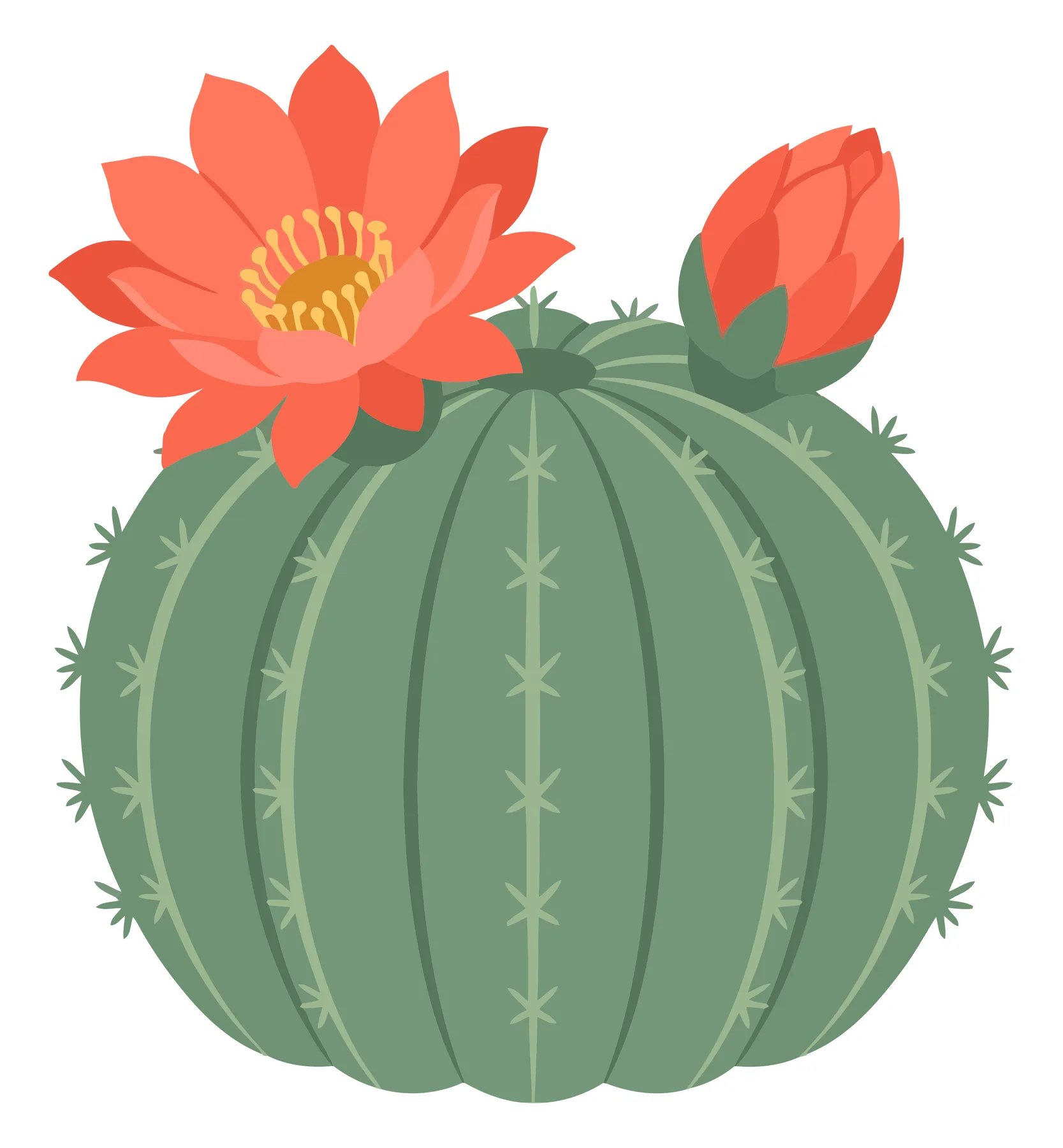 blooming cactus with orange flowers