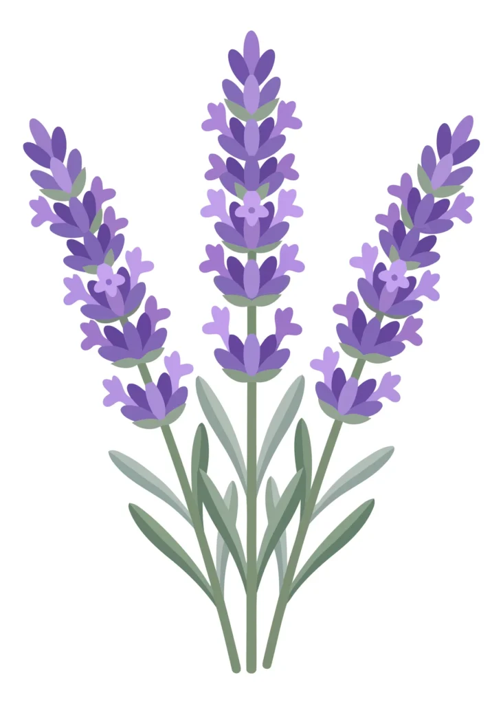 blooming purple lavender flowers with green stems and leaves arranged in a bouquet