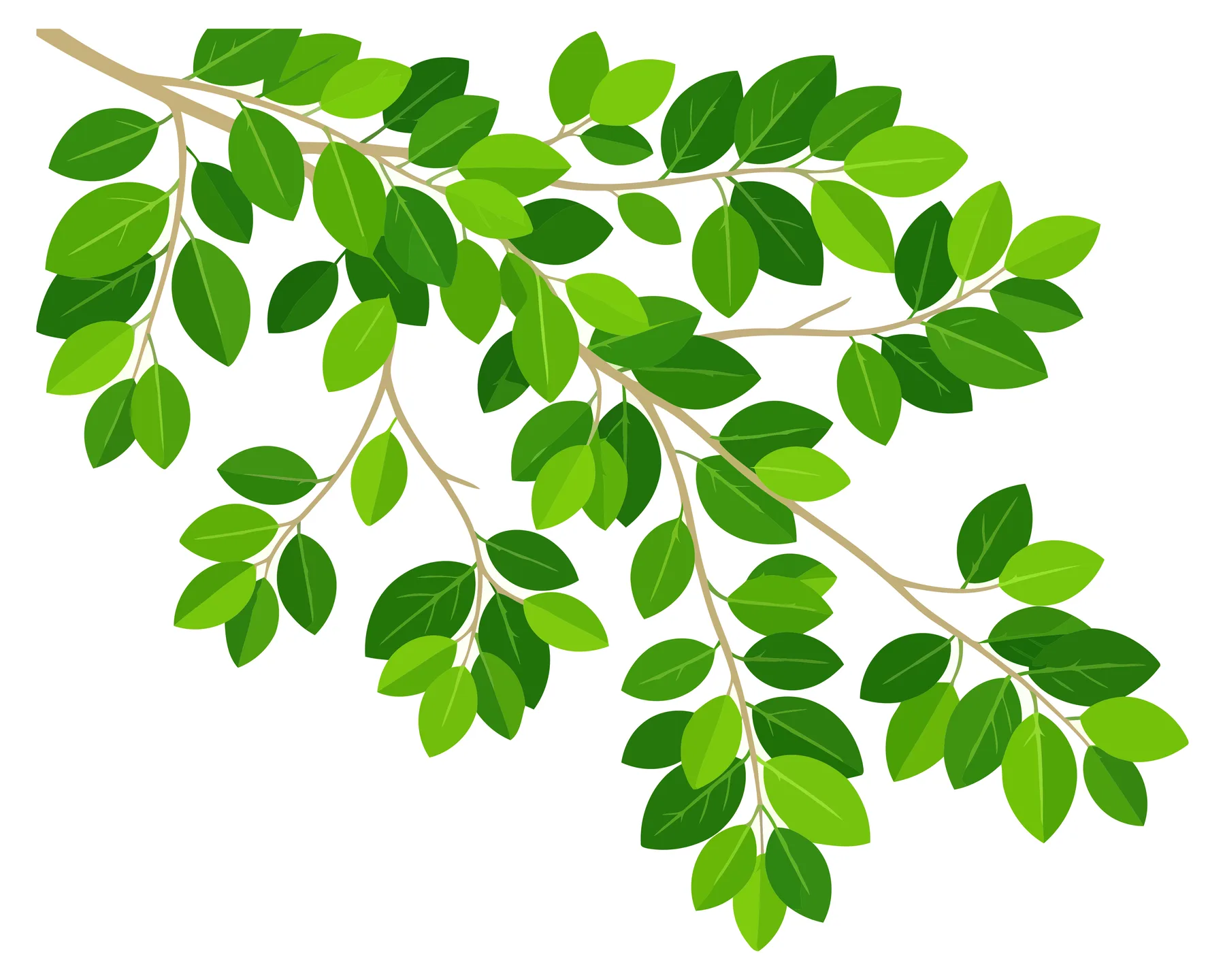 Green Leafy Branch with Fresh Leaves Vector