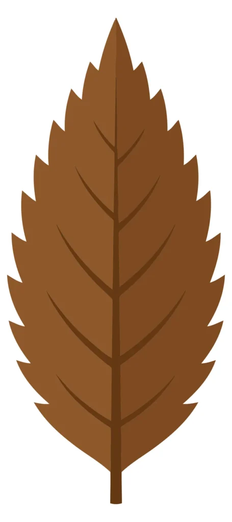 brown autumn leaf with serrated edges
