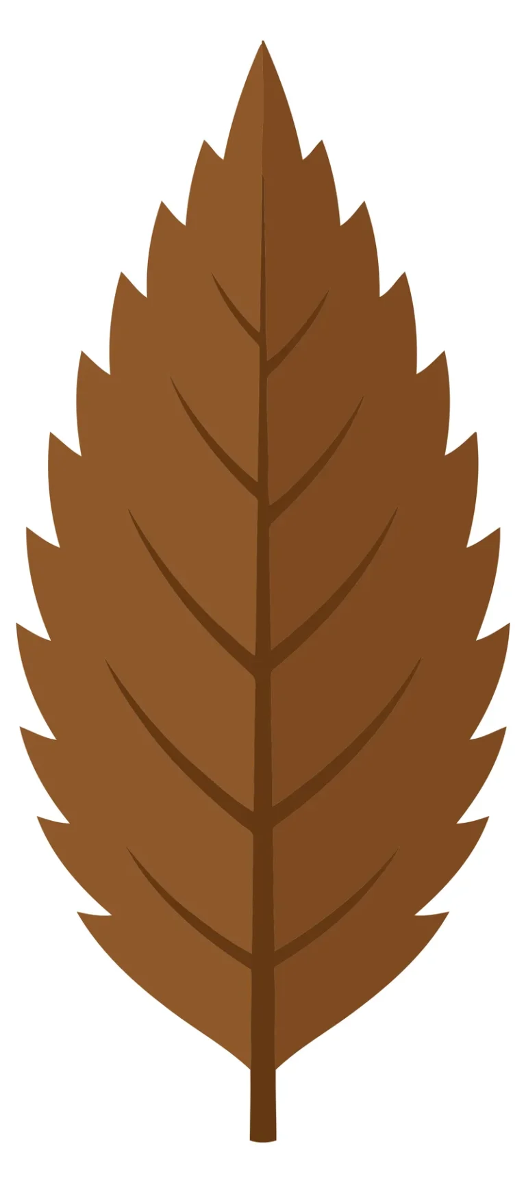 brown autumn leaf with serrated edges