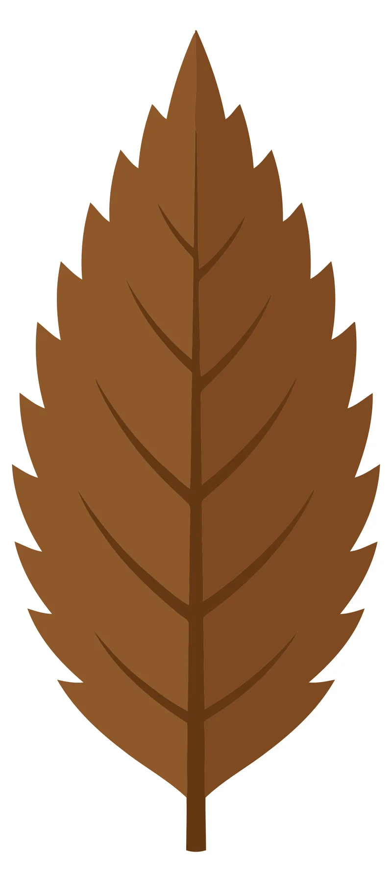 Single Brown Autumn Leaf with Serrated Edges