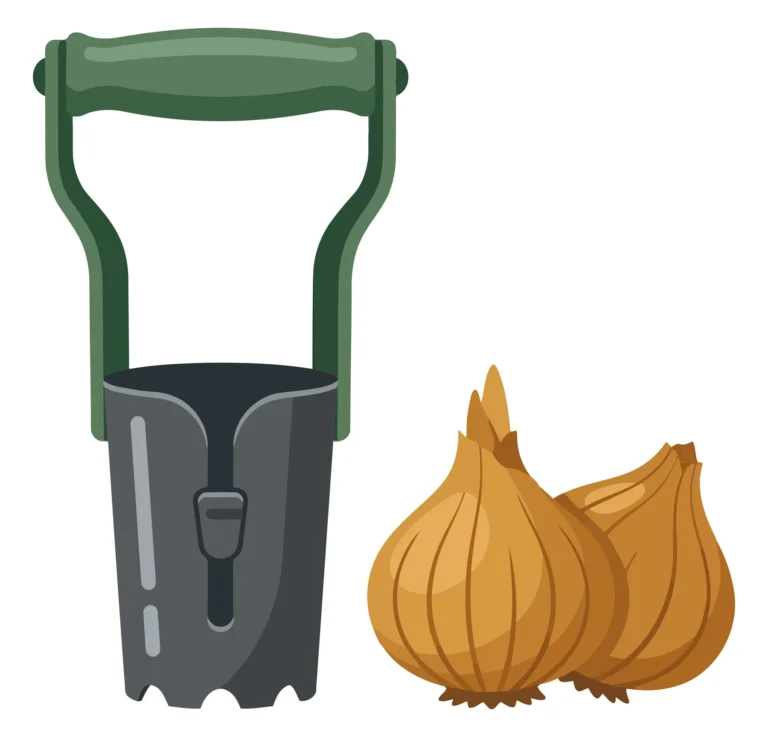 bulb planter tool and two onion bulbs for gardening and planting isolated on white background