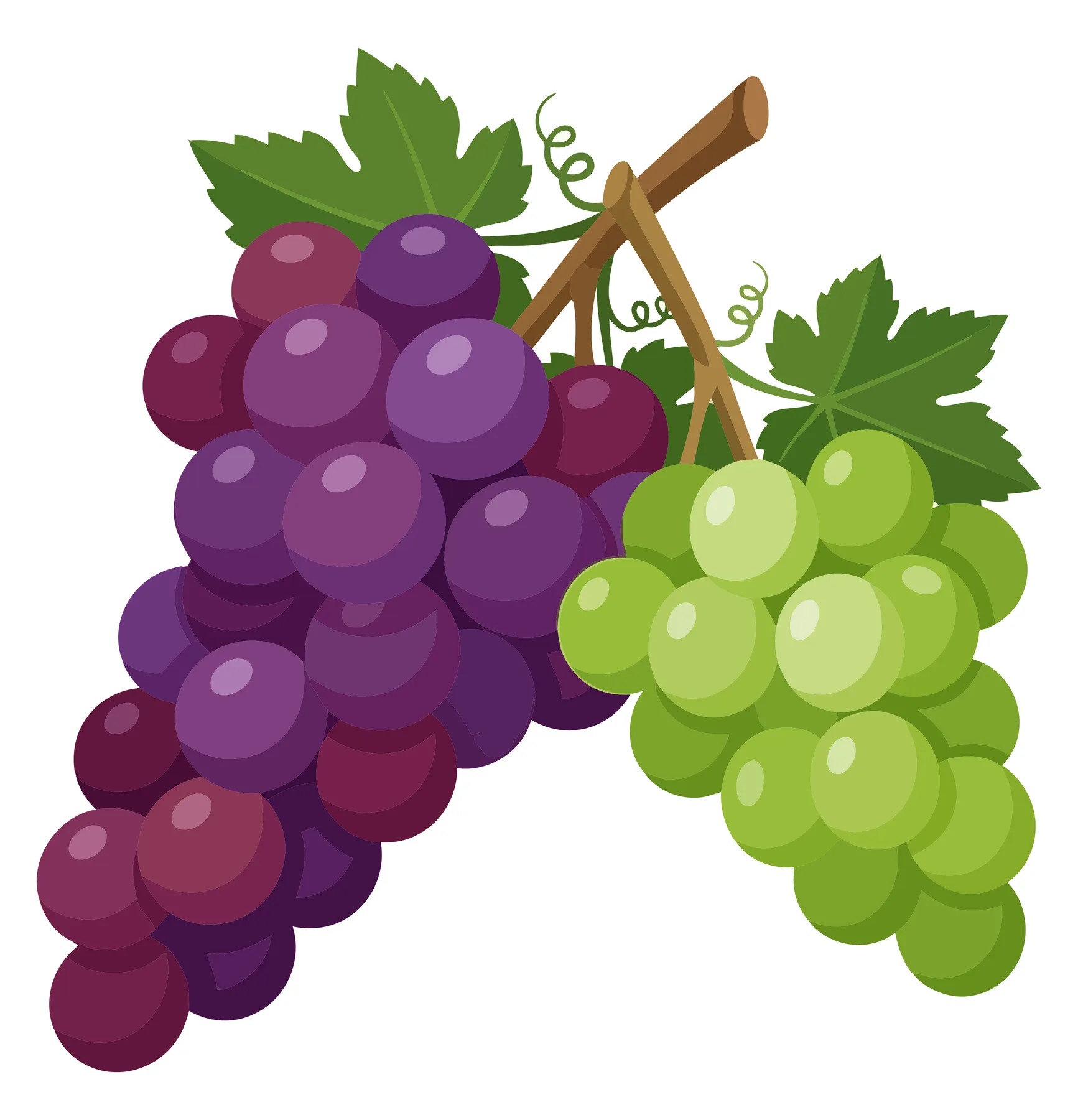 bunch of ripe purple and green grapes with leaves isolated on white background