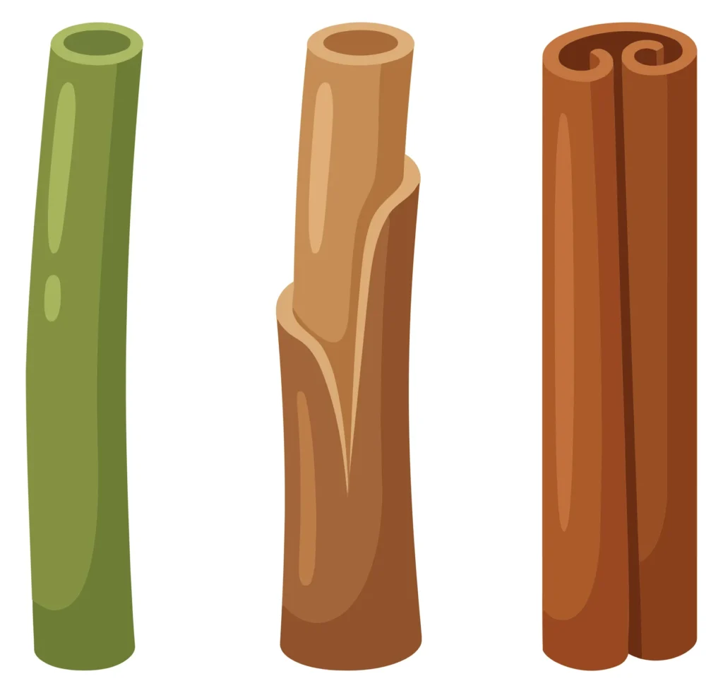cinnamon sticks in different stages of processing isolated on white background