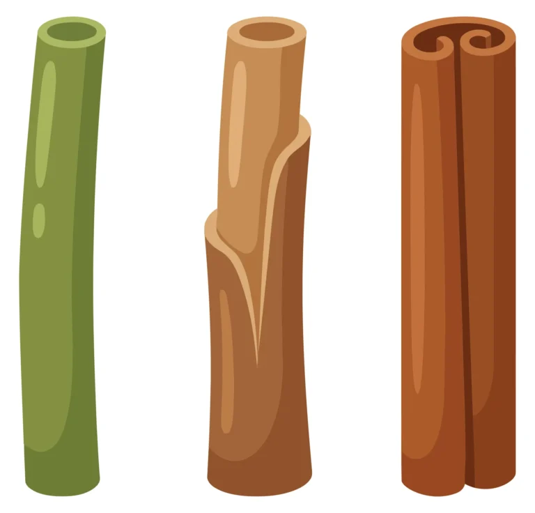 cinnamon sticks in different stages of processing isolated on white background
