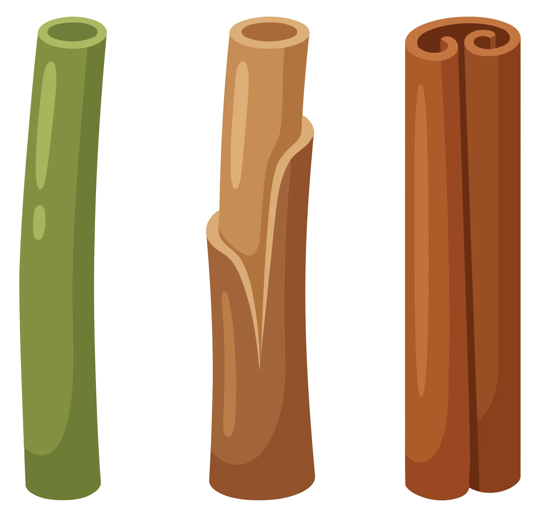 cinnamon sticks in different stages of processing isolated on white background