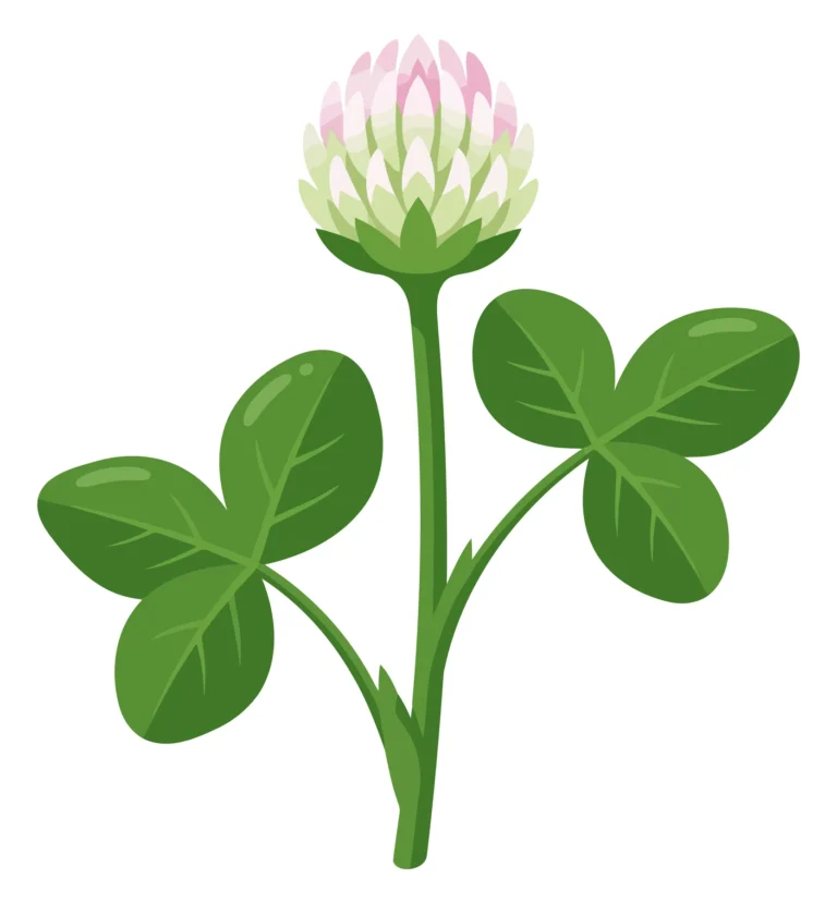 clover flower with stem and green leaves isolated on white background