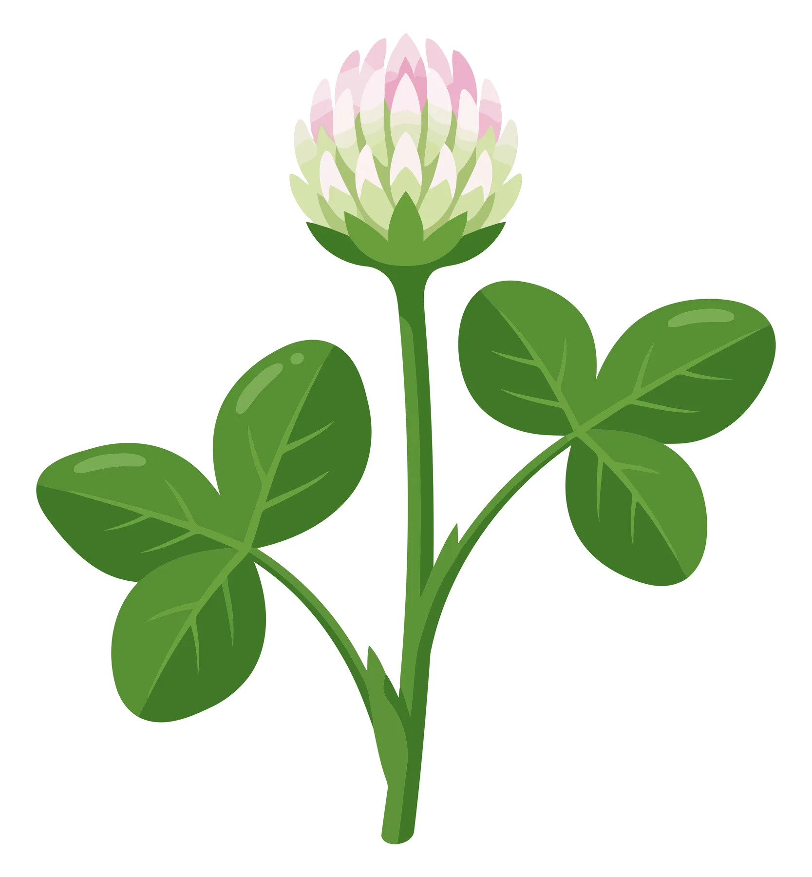 clover flower with stem and green leaves isolated on white background