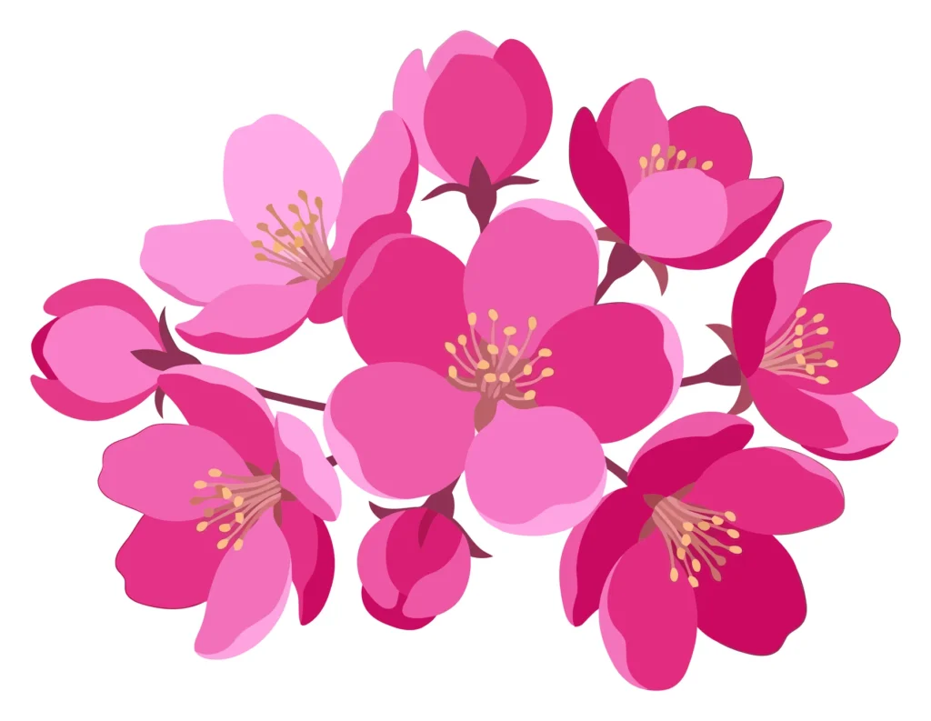 cluster of vibrant pink cherry blossoms with buds