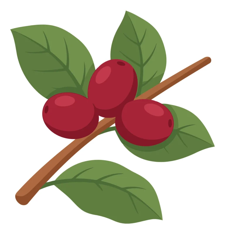 coffee cherries on a branch with leaves