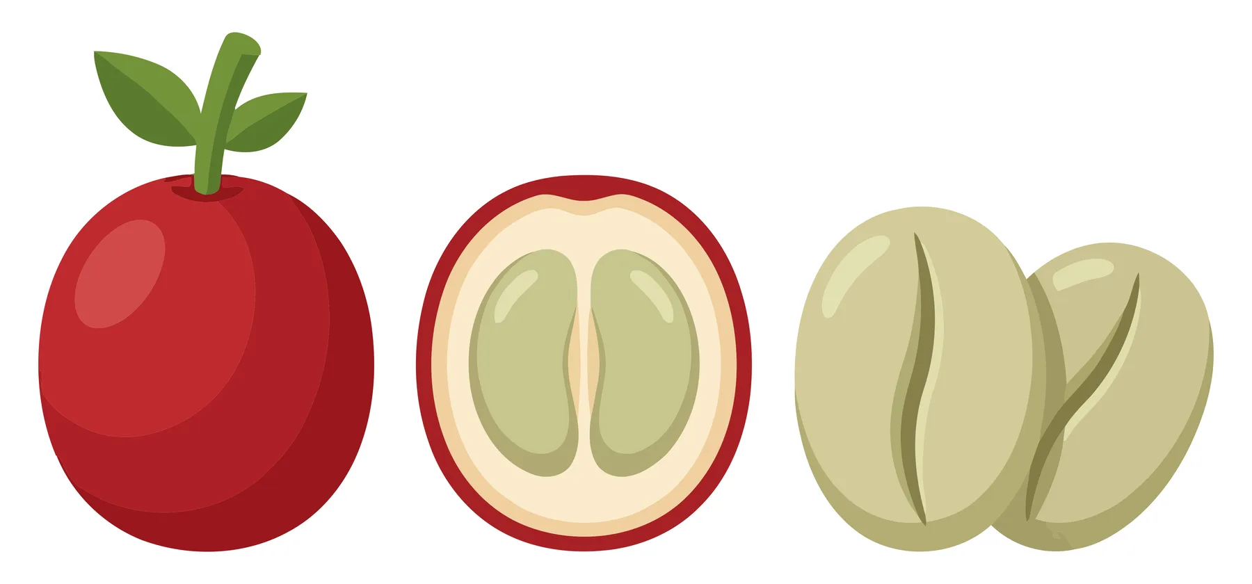 coffee fruit, cross section, and green beans