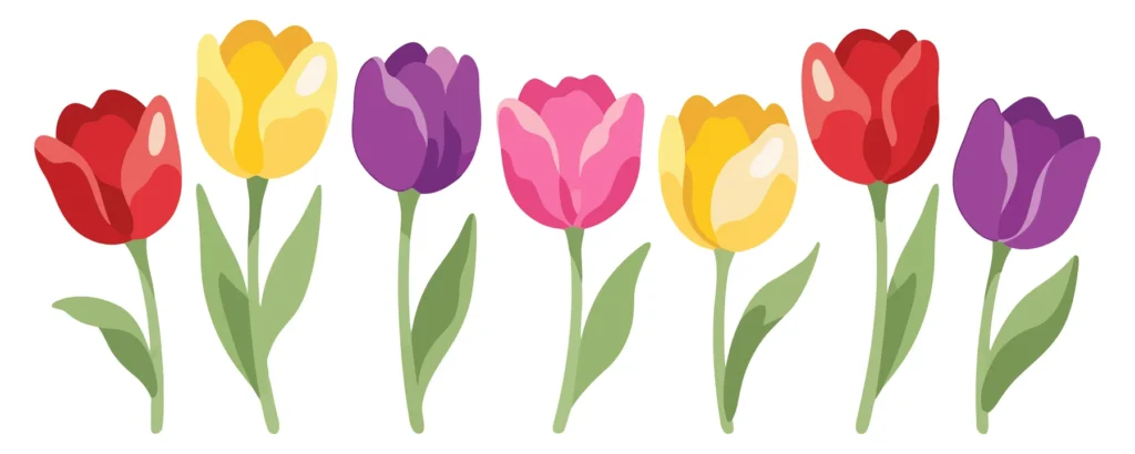 colorful tulip flowers