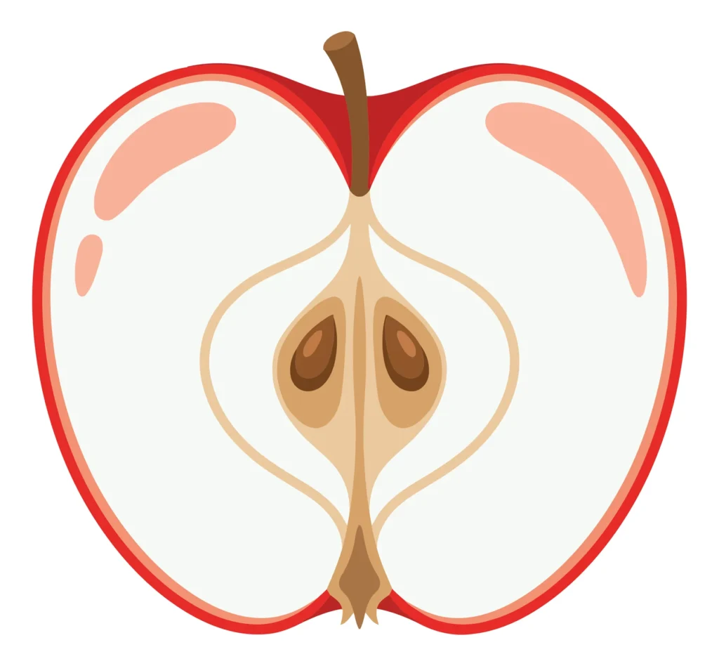 cross section of a fresh red apple showing seeds and core