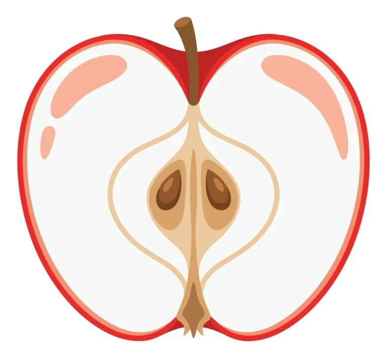 cross section of a fresh red apple showing seeds and core
