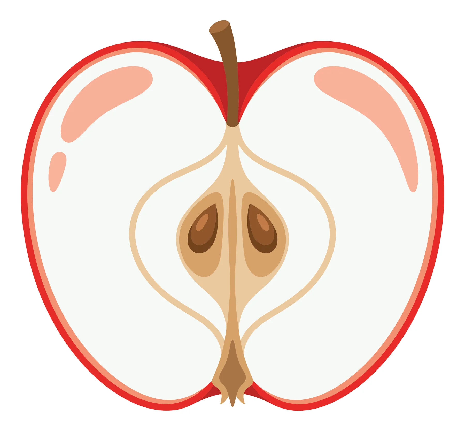 Red Apple Cross Section with Seeds and Core