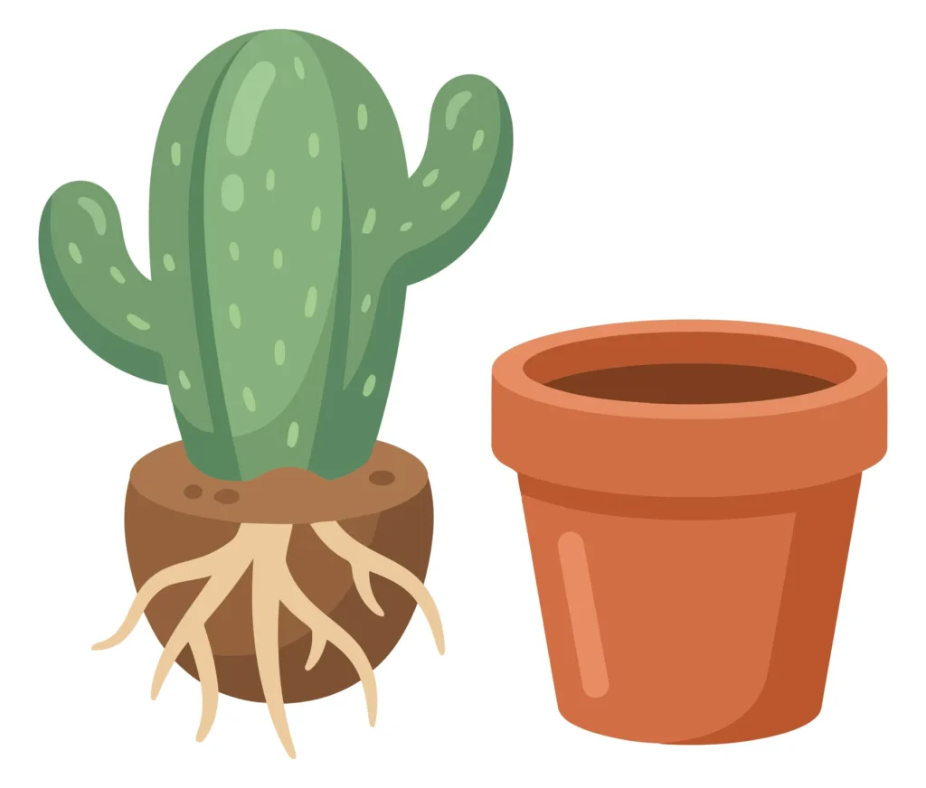 cute vector illustration of a branched cactus with exposed root ball and an empty terracotta flower pot