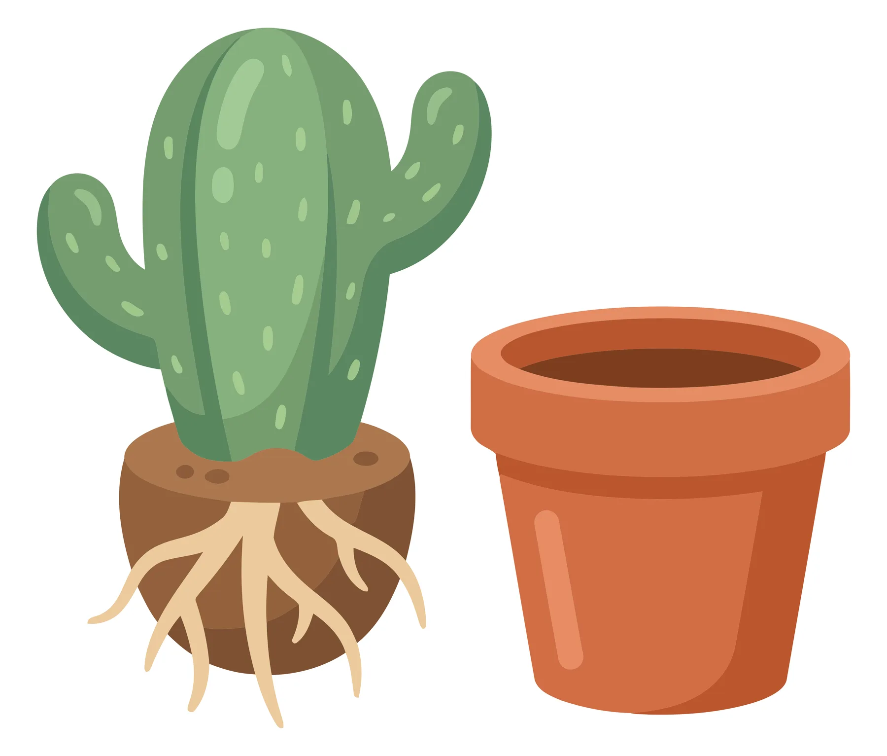 cute vector illustration of a branched cactus with exposed root ball and an empty terracotta flower pot