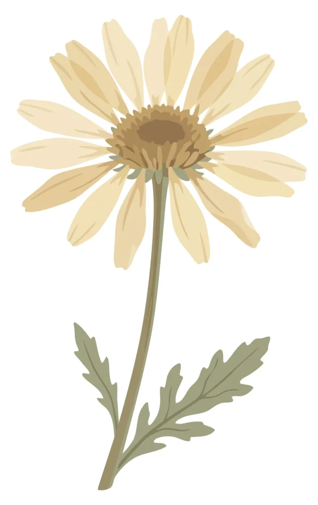 daisy flower illustration