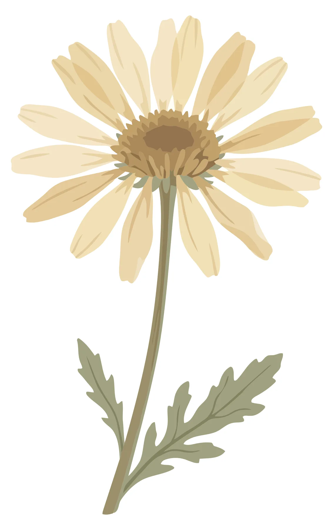 Illustration of a Single Cream Daisy Flower