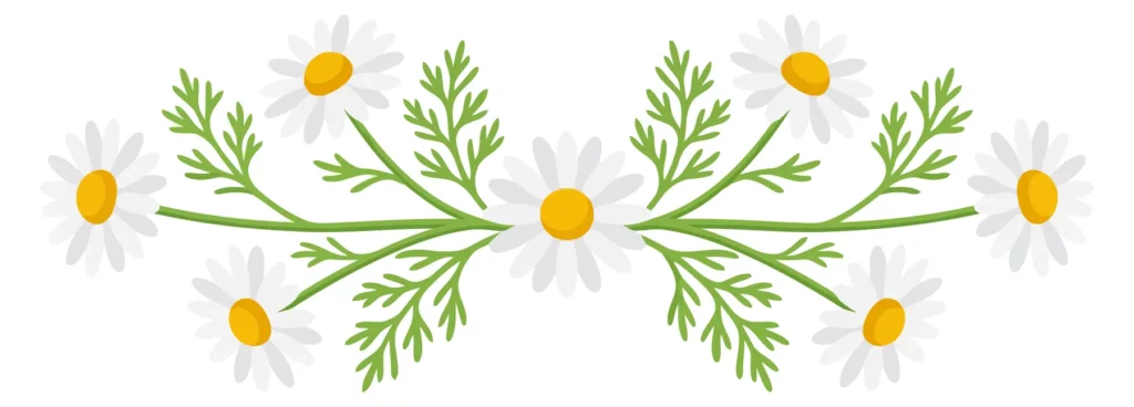decorative floral border with chamomile flowers and green leaves