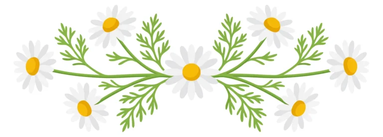 decorative floral border with chamomile flowers and green leaves