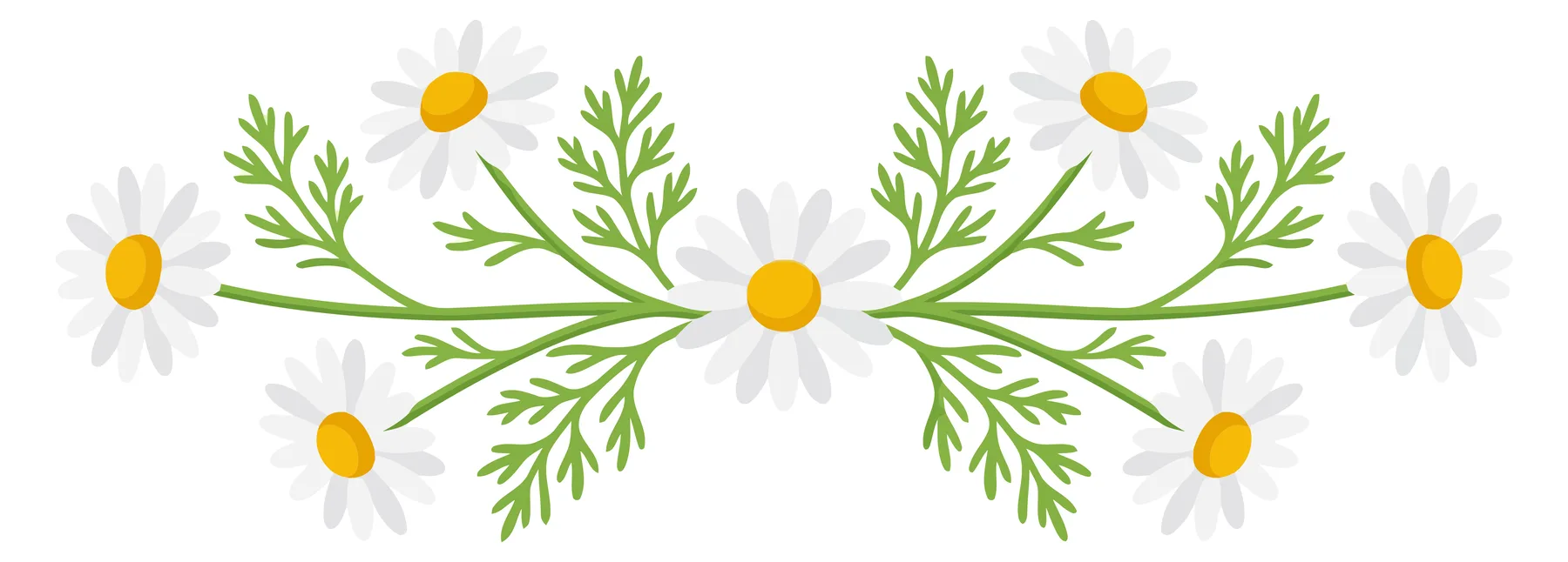 Chamomile Flower and Green Leaf Decorative Border