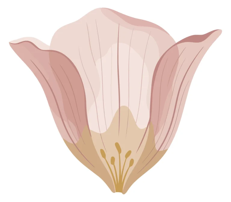 delicate pink flower blossom illustration