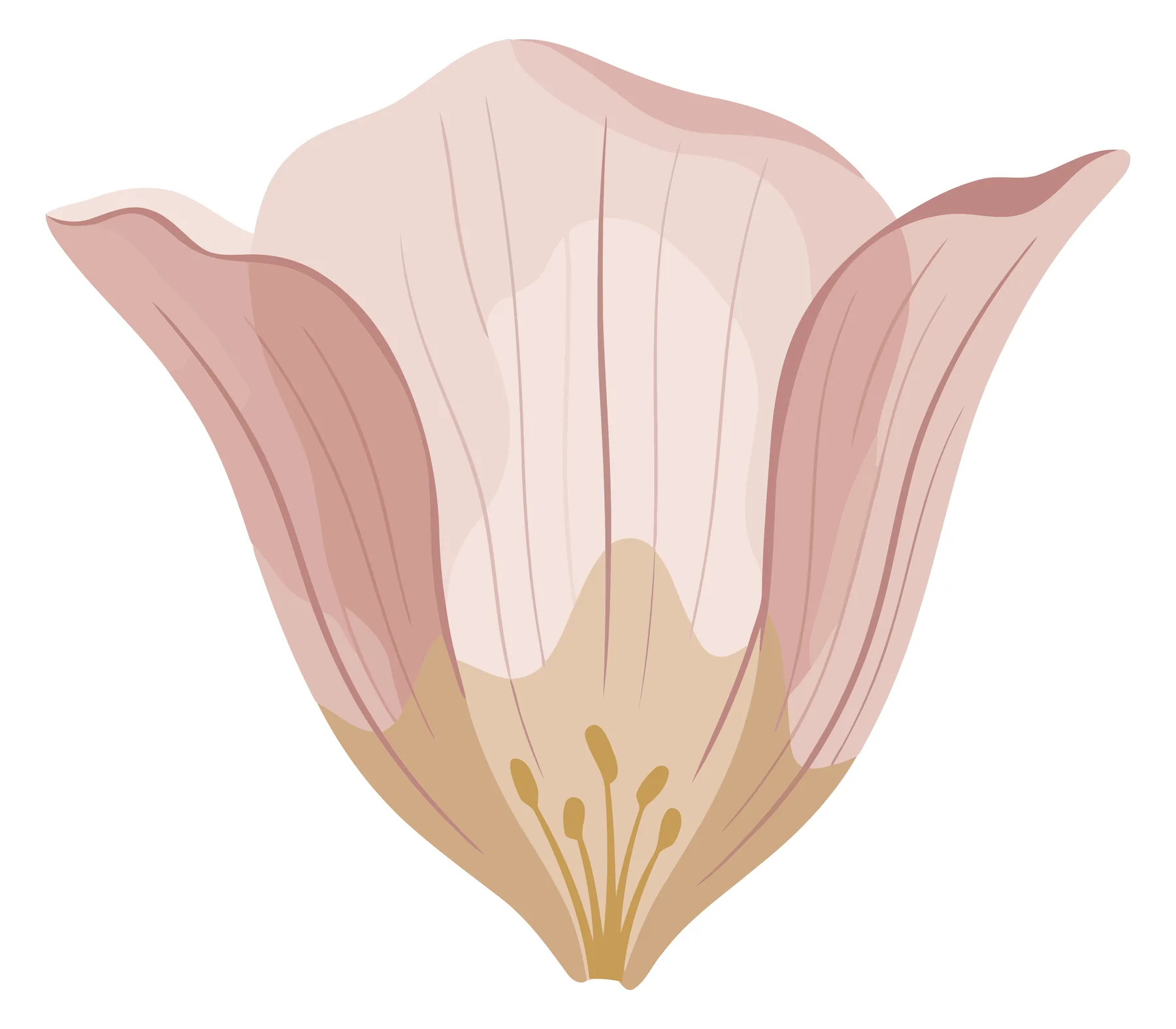 Delicate Pink Tulip Flower Illustration