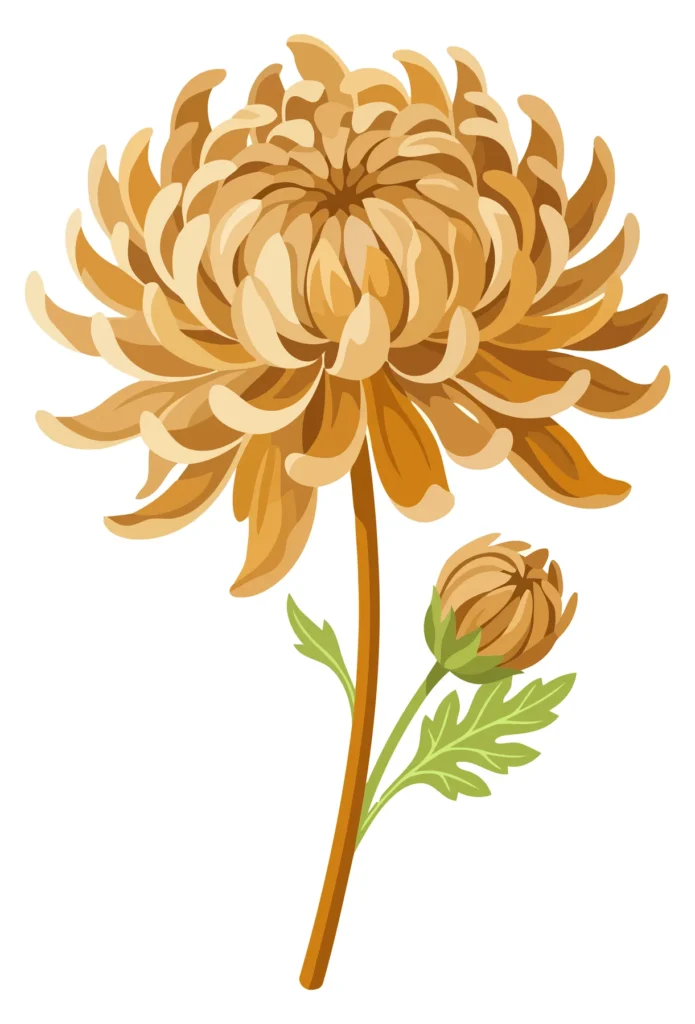 detailed illustration of a golden chrysanthemum flower with a bud
