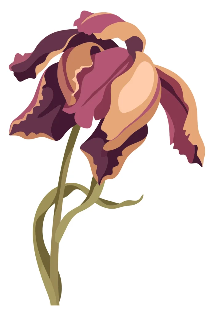 elegant wilted tulip flower with drooping petals