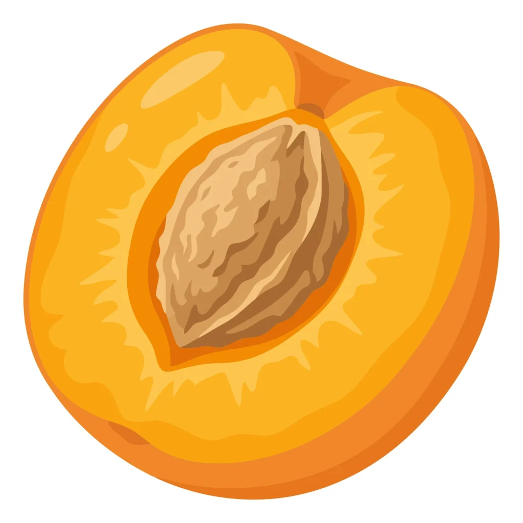 fresh apricot fruit half with pit