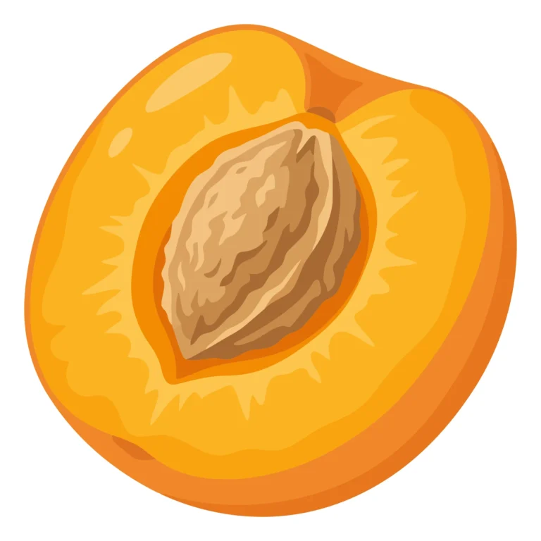 fresh apricot fruit half with pit