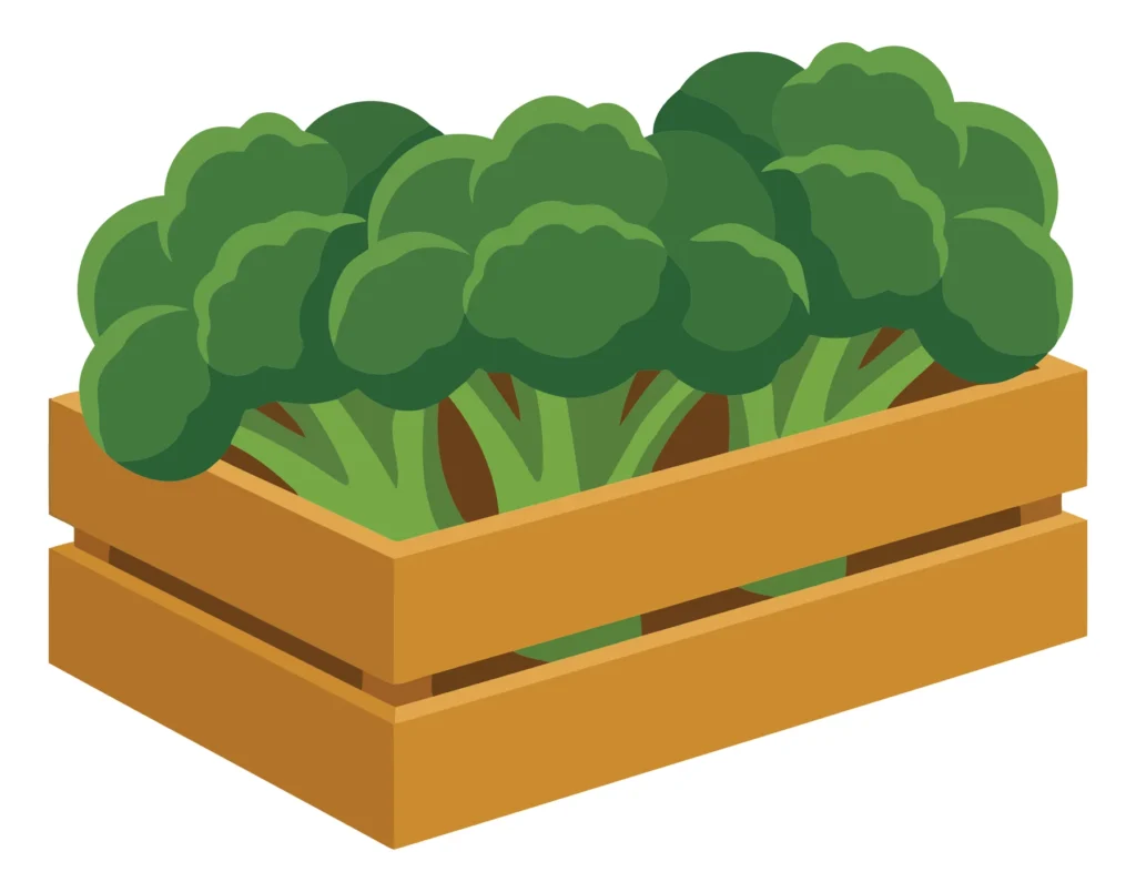 Fresh Broccoli Heads Arranged In A Wooden Crate, Organic Green Vegetable Harvest, Healthy Food Produce, Flat Vector Illustration fresh broccoli heads arranged in a wooden crate, organic green vegetable harvest, healthy food produce, flat vector illustration