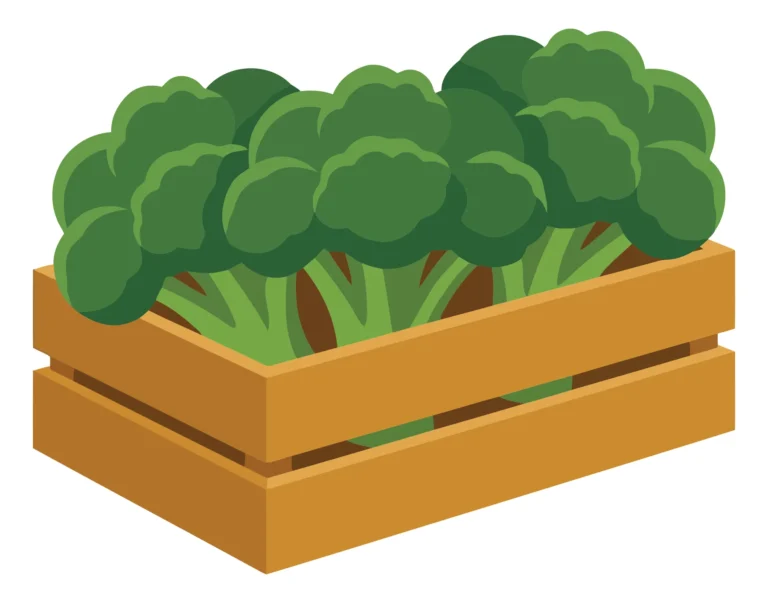 fresh broccoli heads arranged in a wooden crate, organic green vegetable harvest, healthy food produce, flat vector illustration