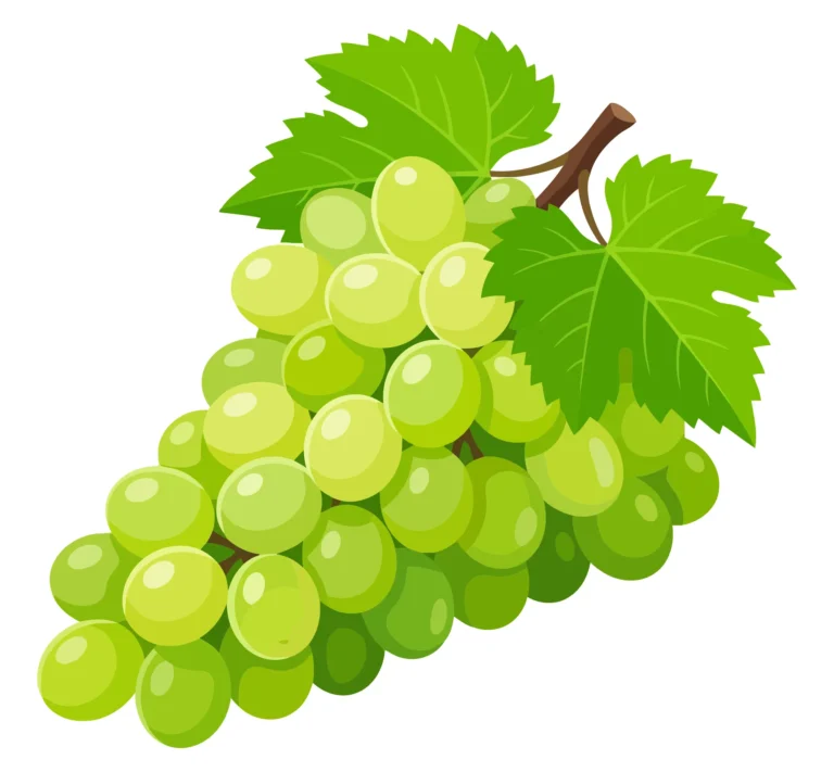 fresh bunch of green grapes with leaves
