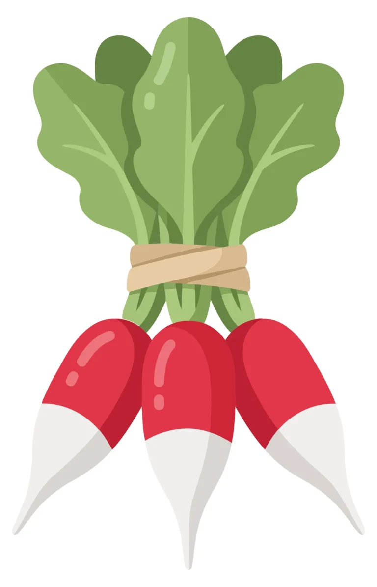 fresh bunch of red radishes with green leaves tied together, healthy organic vegetable illustration isolated on white background