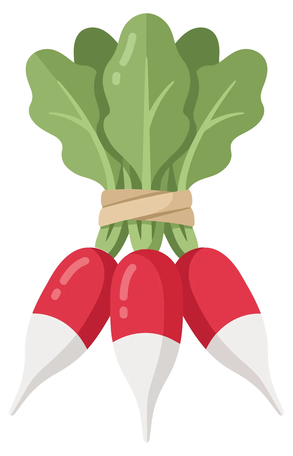 fresh bunch of red radishes with green leaves tied together, healthy organic vegetable illustration isolated on white background