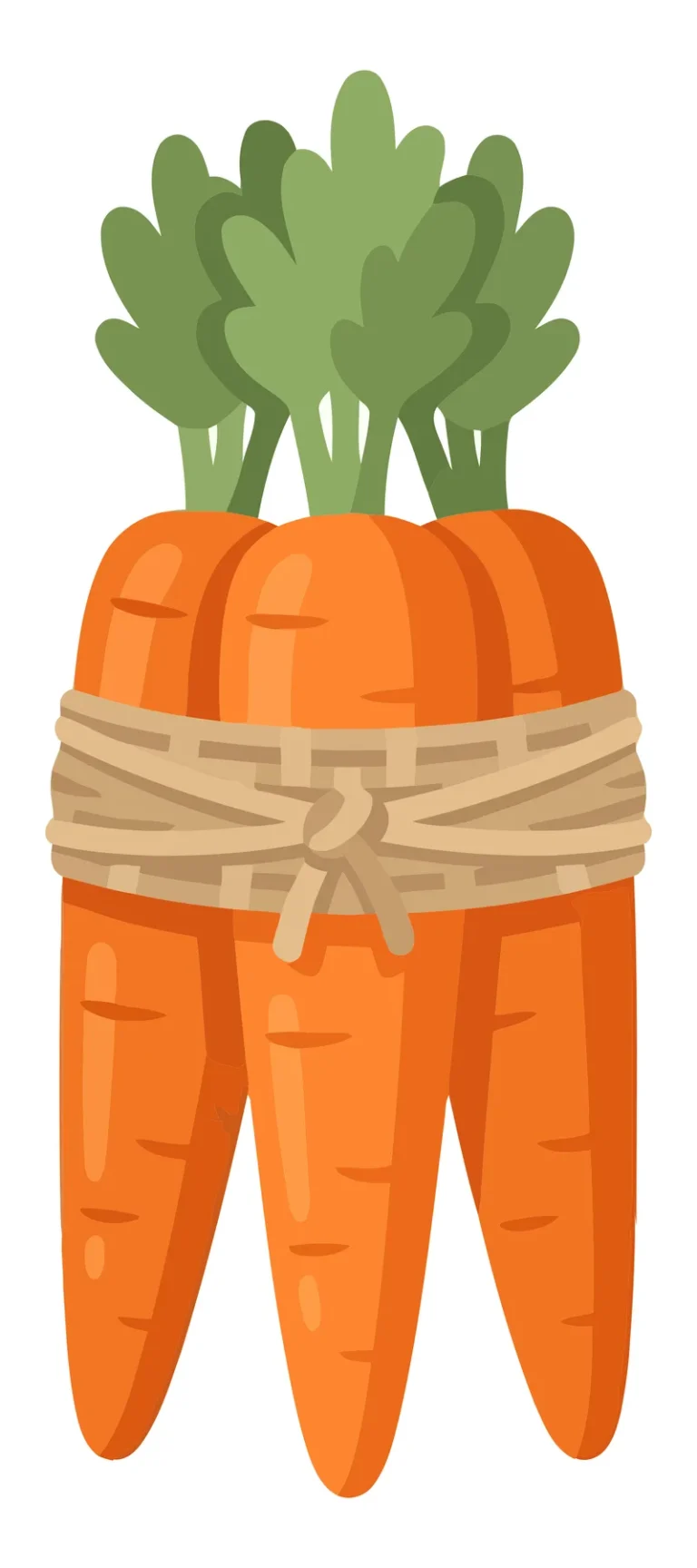 fresh bunch of three orange carrots tied with a rustic twine rope, organic vegetable illustration